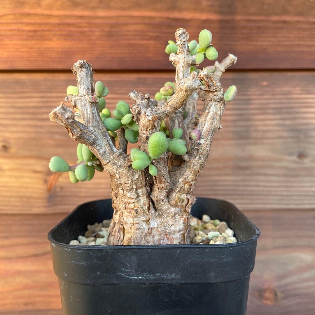 ケラリアピグマエア　#40