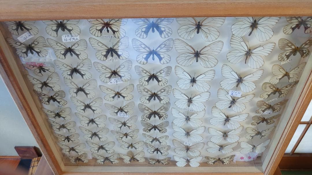 ウスバシロチョウ・シロチョウ