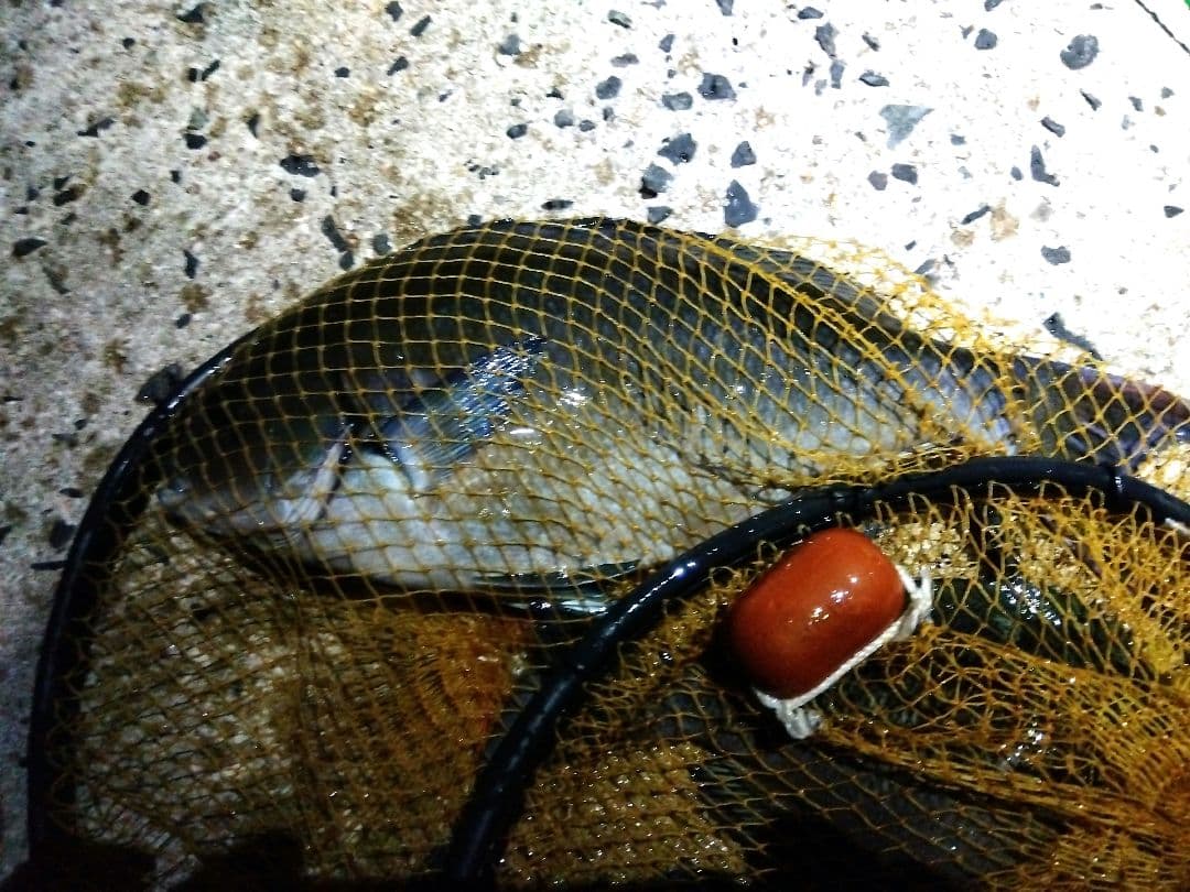 12/7本日限り　磯竿　ダイワ　SS大島　F2−53　良品