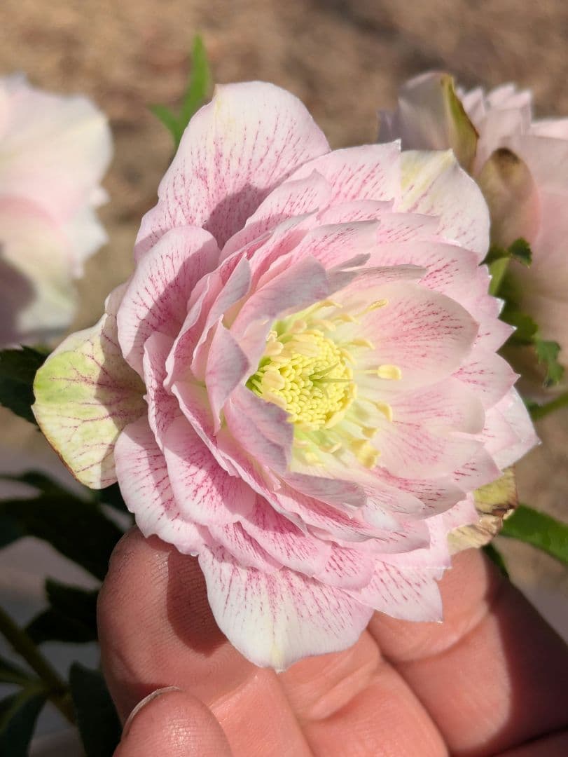 広瀬園芸 クリスマスローズ ★超多弁ベイン★ 輝くパステルピンク 蕾付き