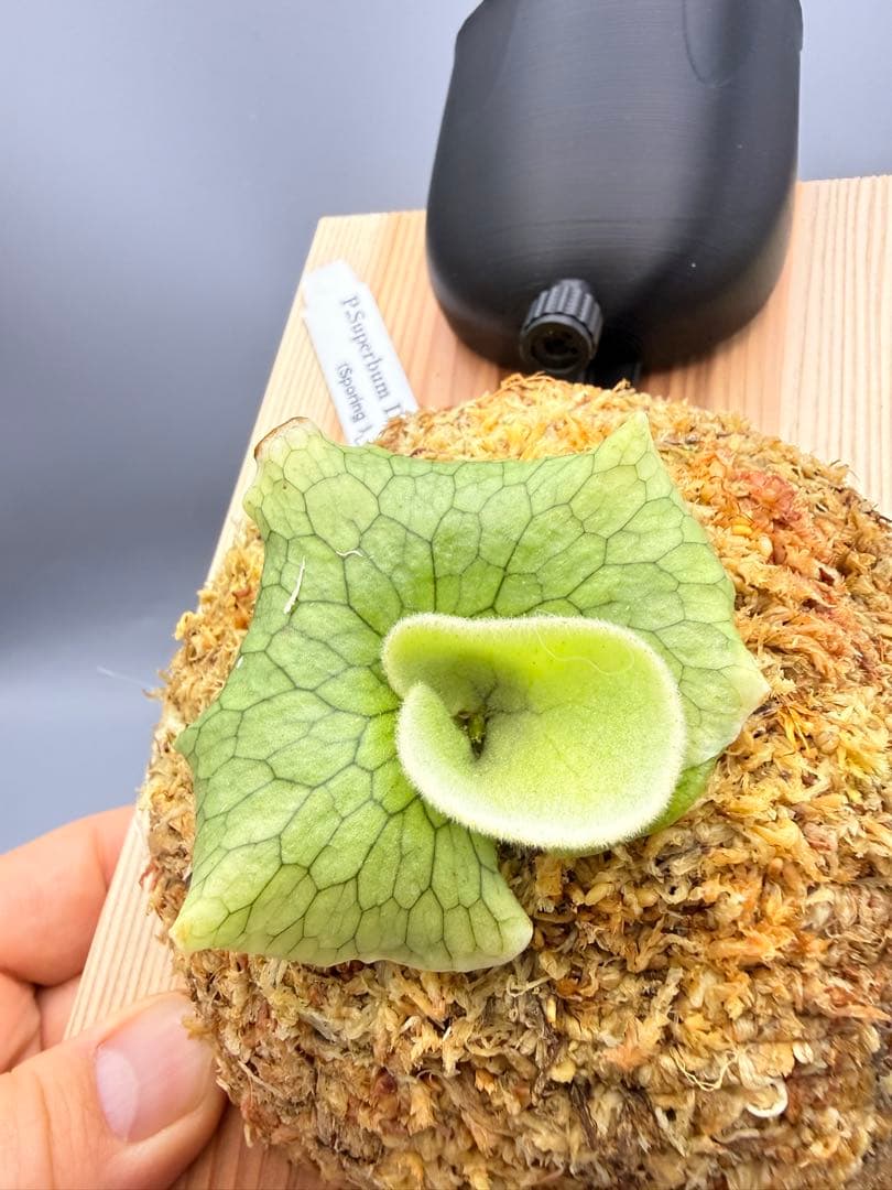 ビカクシダ　P. Superbum Dwarf sporeling