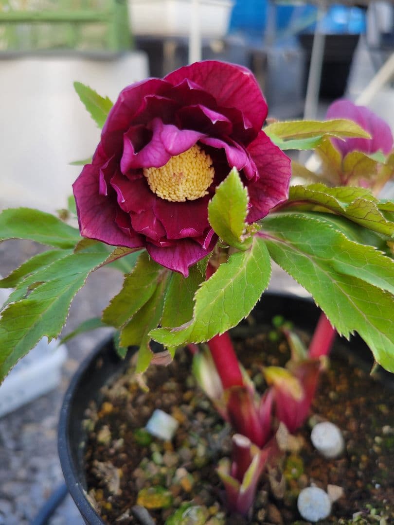 広瀬園芸　レッドダブル　クリスマスローズ