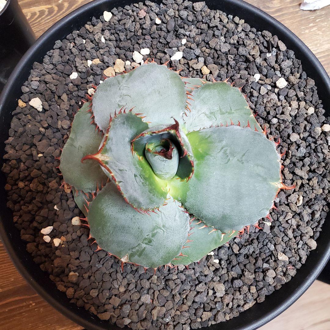 papiro台湾アガベグアダラハラナドワーフ２株