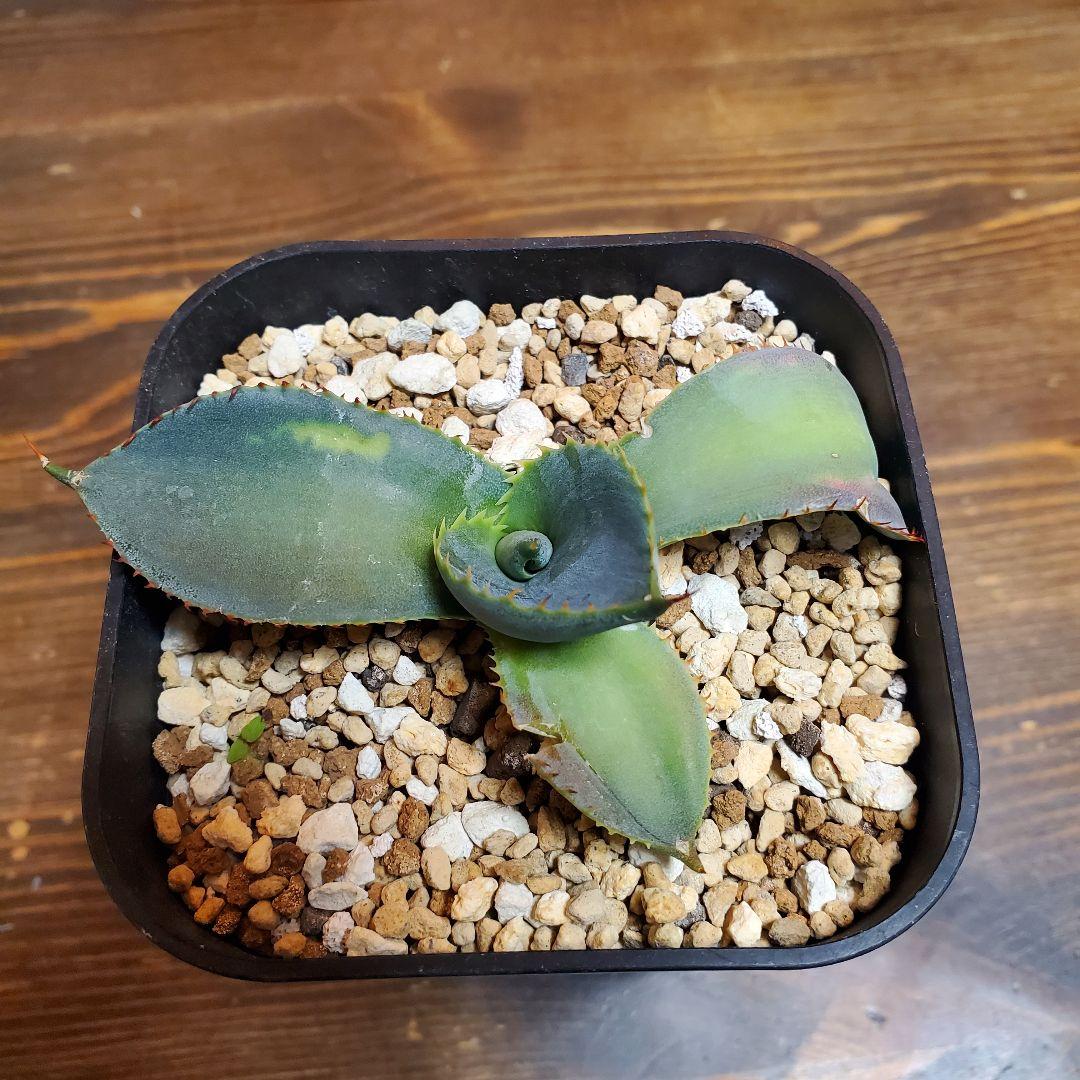 papiro台湾アガベグアダラハラナドワーフ２株