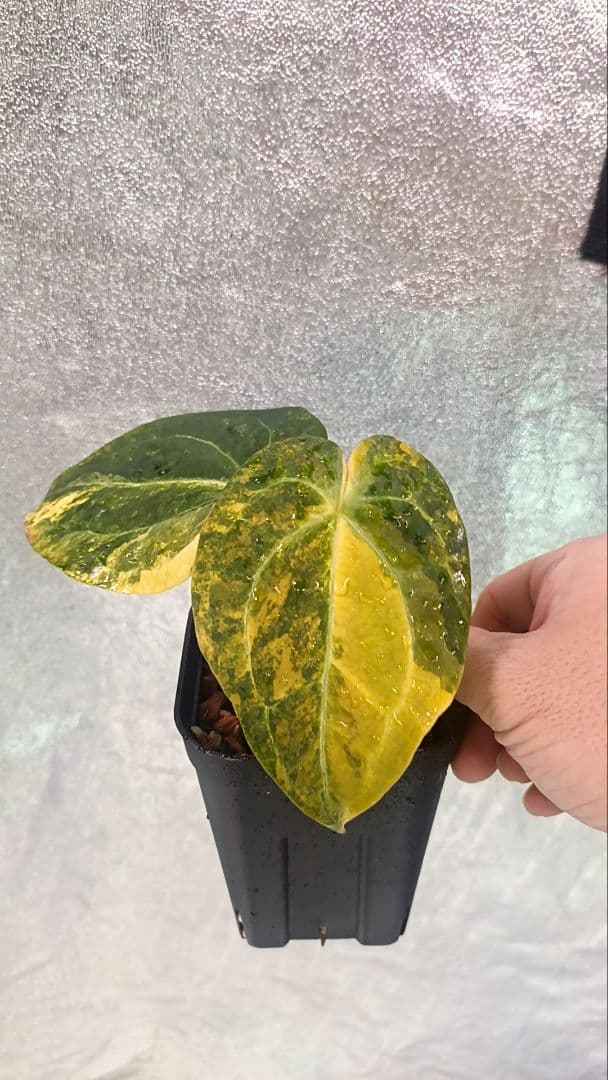 anthurium folgetii 斑入り