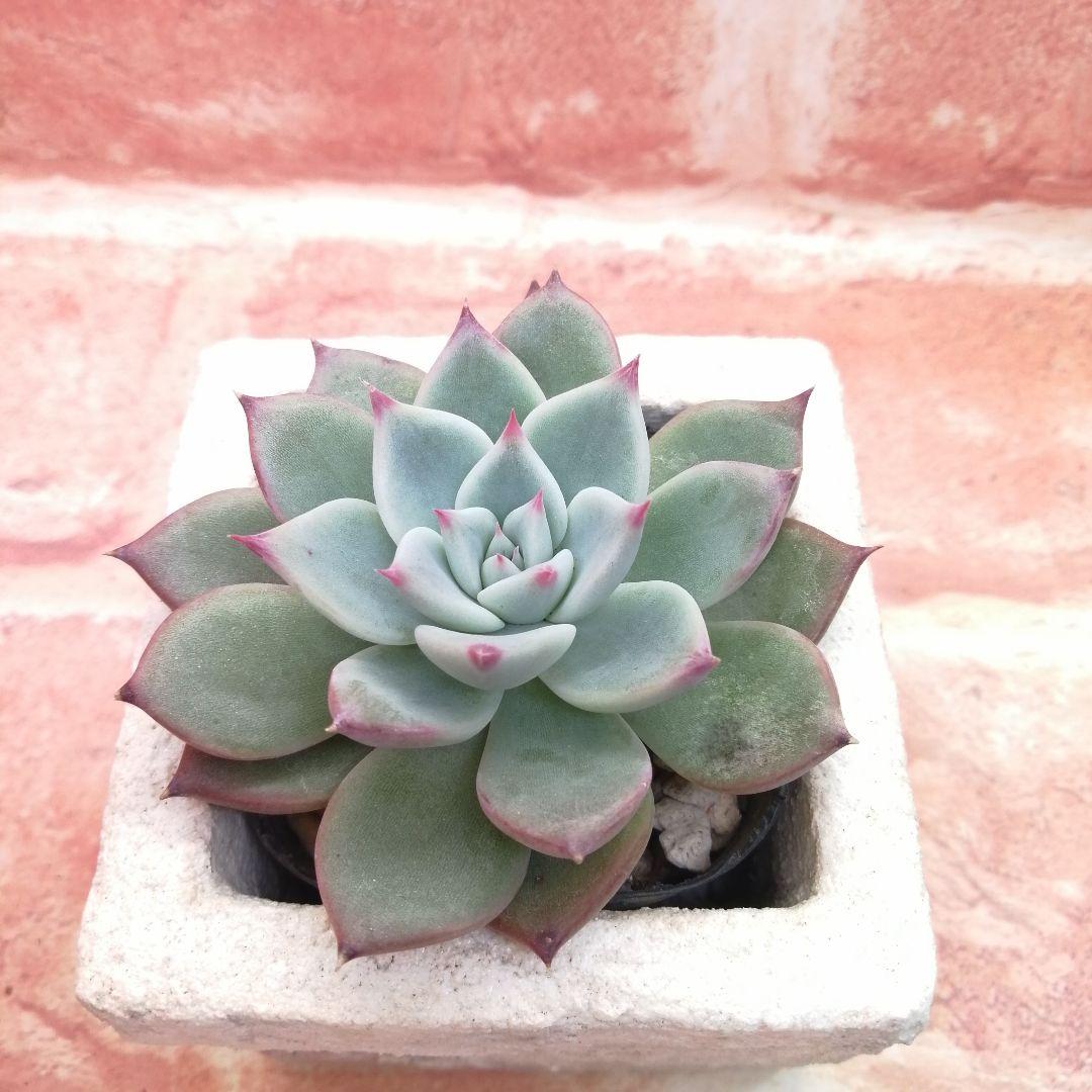 【⠀速達付き】まめこ様ご依頼分 桜大福他 多肉 エケベリア 錦玉園さん