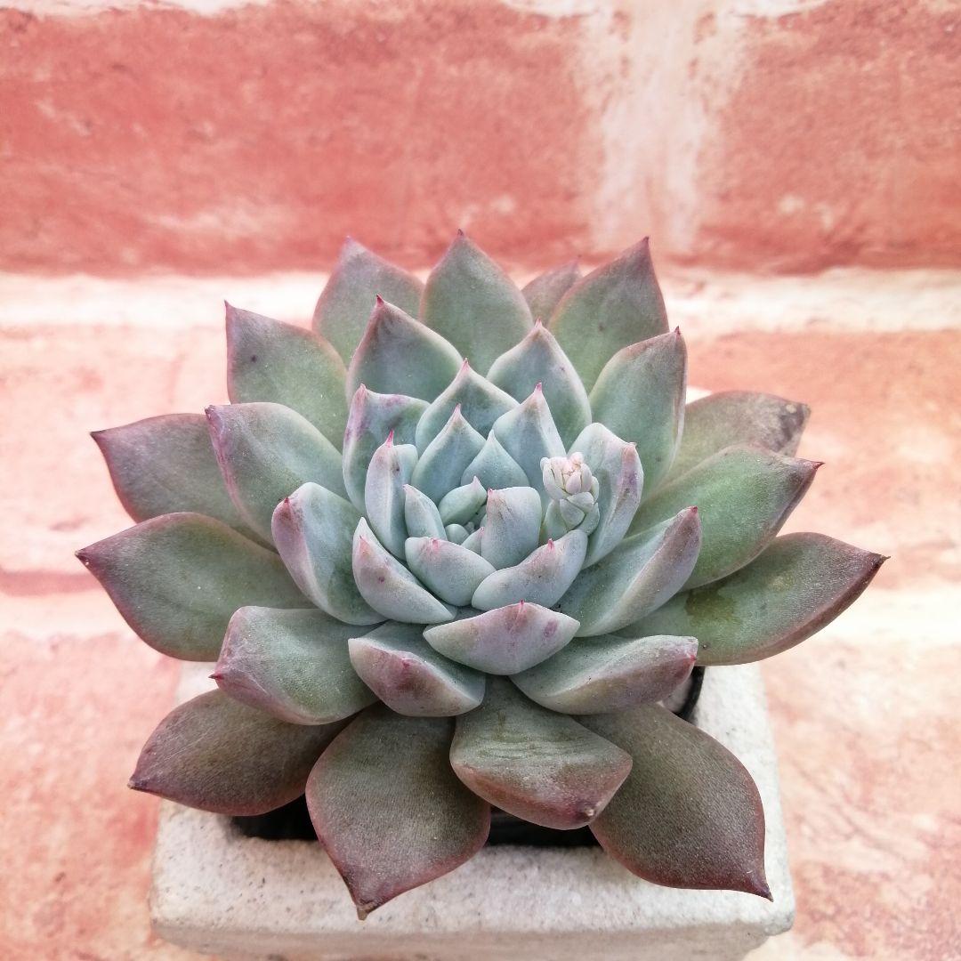 【⠀速達付き】まめこ様ご依頼分 桜大福他 多肉 エケベリア 錦玉園さん