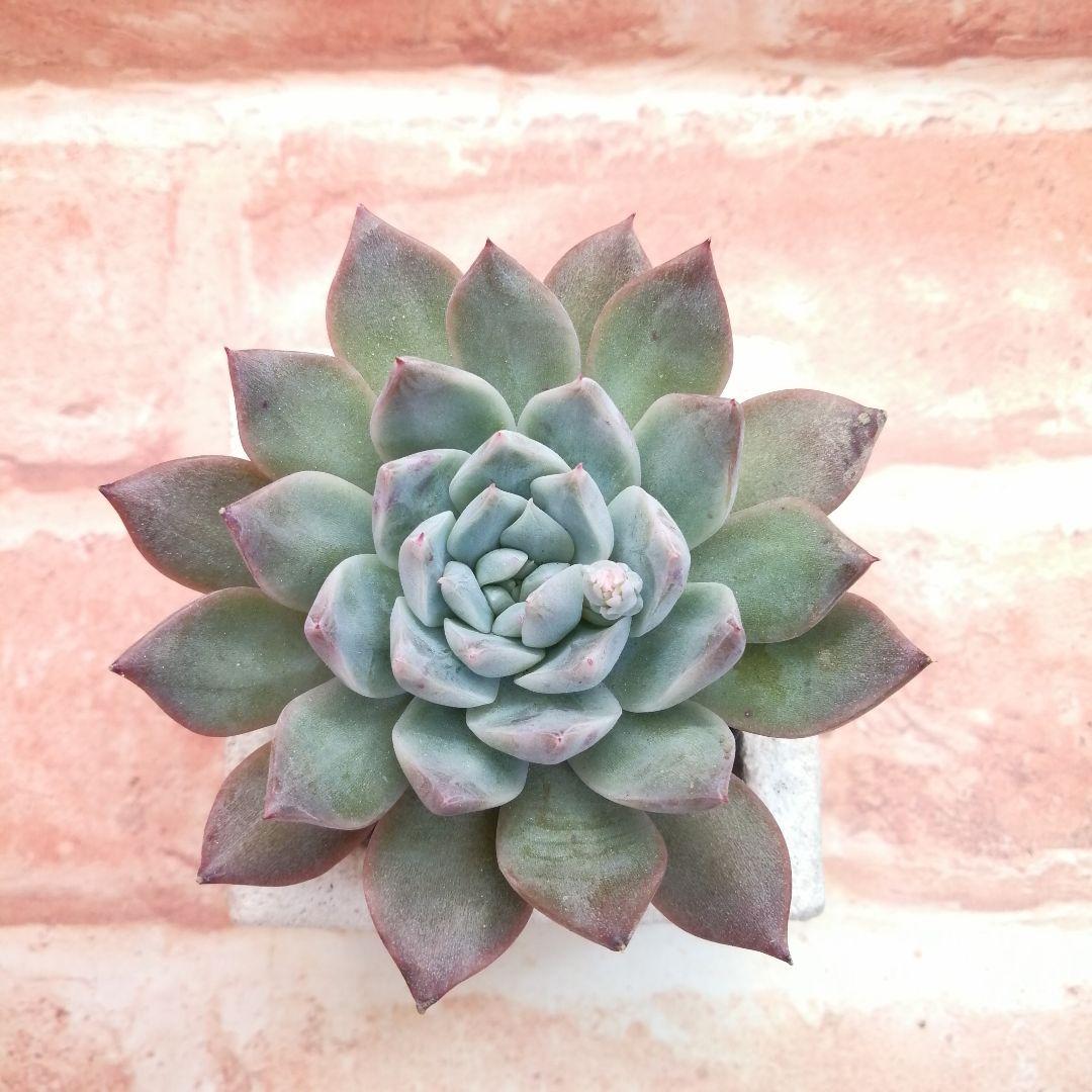 【⠀速達付き】まめこ様ご依頼分 桜大福他 多肉 エケベリア 錦玉園さん