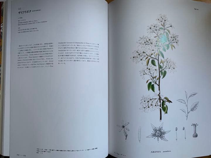シーボルト「原色精密 日本植物図譜」