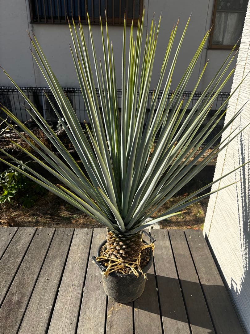 ユッカ　リギダ　ハイブリッド