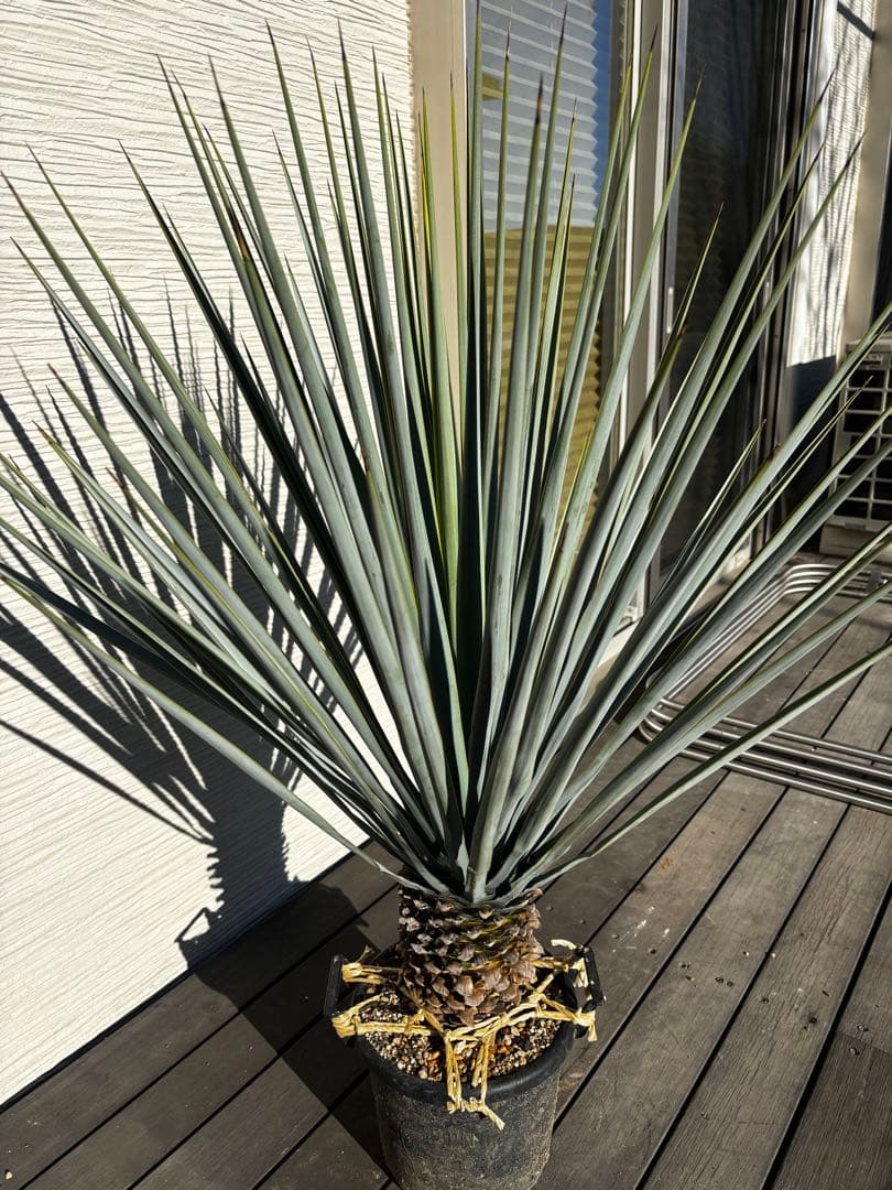 ユッカ　リギダ　ハイブリッド