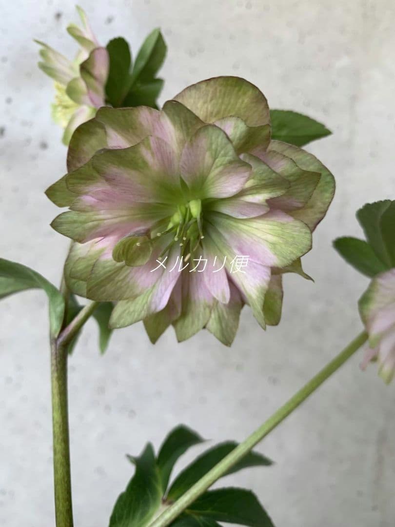 ヒ*イ様 アンティークピエラ　クリスマスローズ　株分け