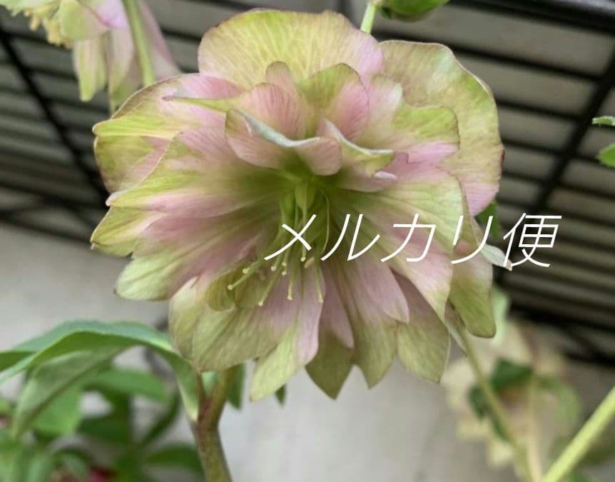 ヒ*イ様 アンティークピエラ　クリスマスローズ　株分け