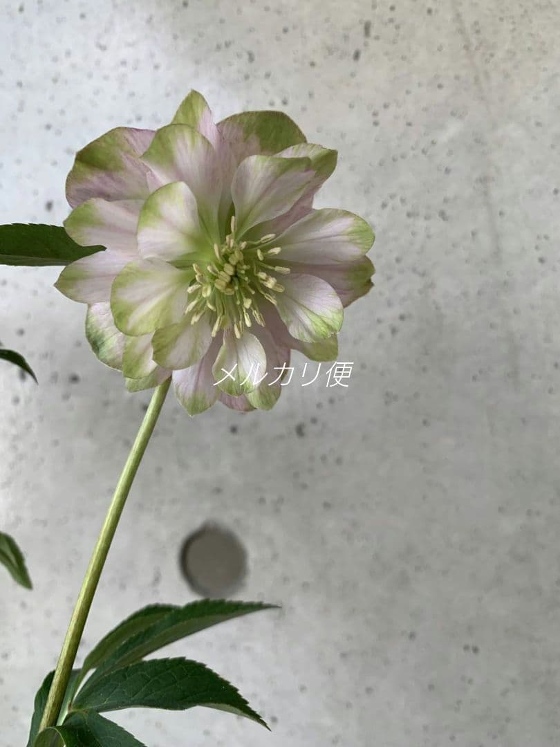 ヒ*イ様 アンティークピエラ　クリスマスローズ　株分け