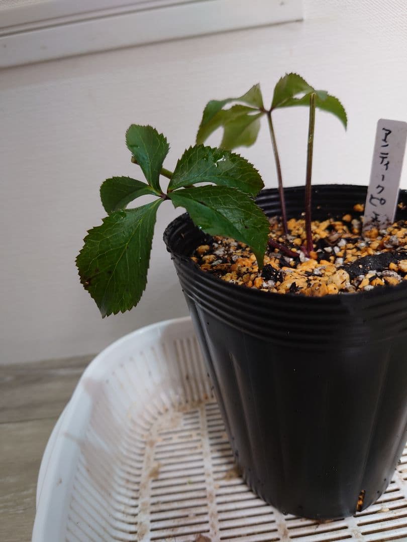 ヒ*イ様 アンティークピエラ　クリスマスローズ　株分け