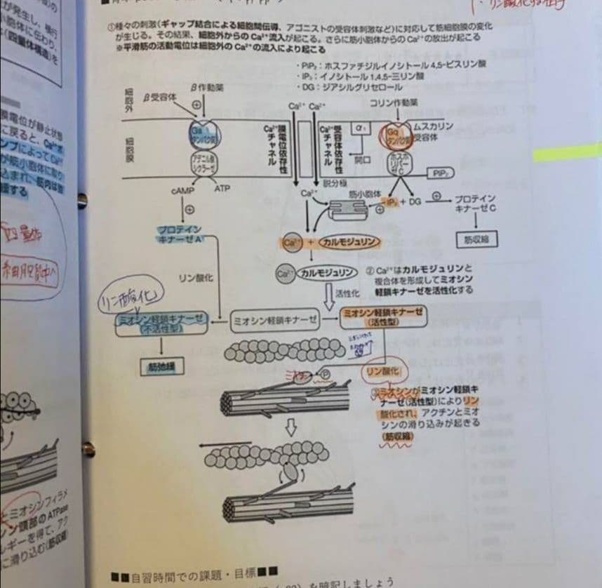薬ゼミ　薬剤師国家試験対策 プリント 資料 薬学ゼミナール ★2