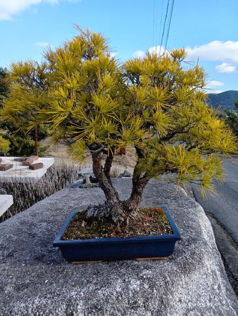 五葉松（かなり年数持ち込み古い）