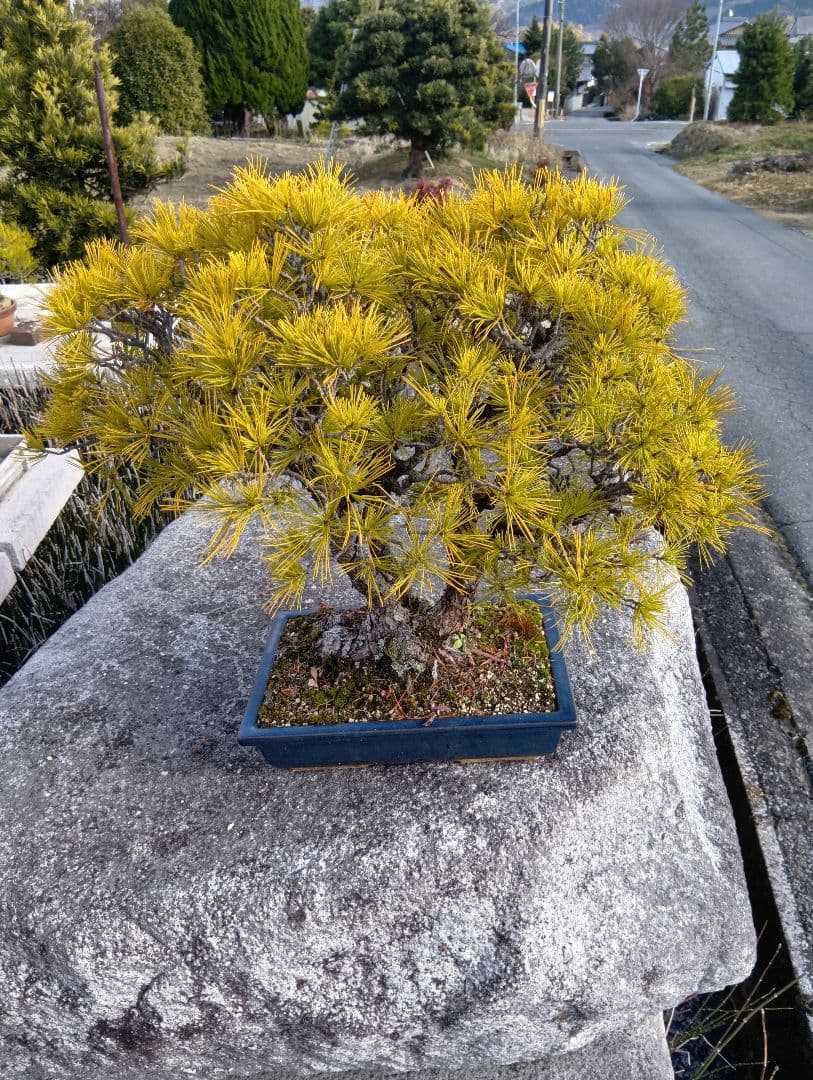 五葉松（かなり年数持ち込み古い）