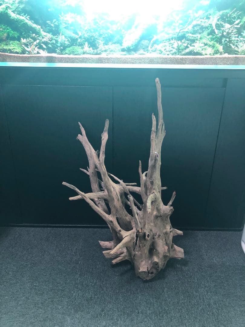 特大流木 水槽用レイアウト用品　現在交渉中