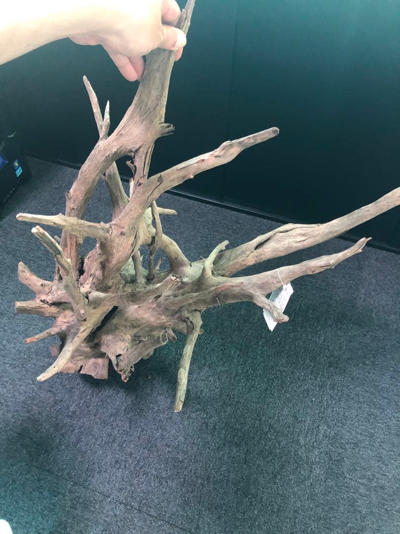 特大流木 水槽用レイアウト用品　現在交渉中