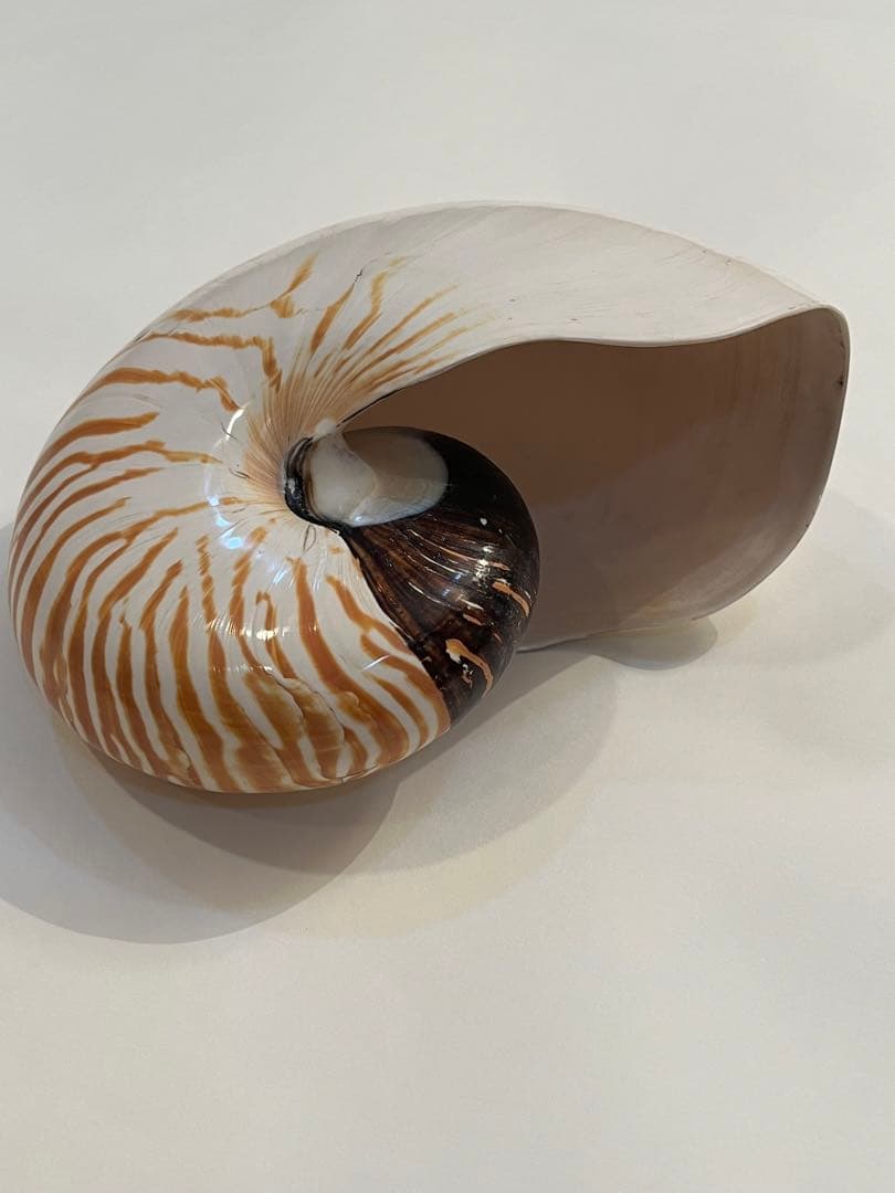 希少サイズ　完品　オウム貝の殻 大小2個セット　フタゴヤシ