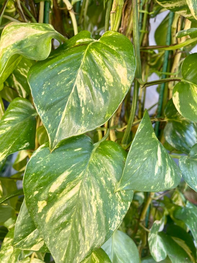 りょう　ポトスゴールデン　アムステルダムキング　シュロチク　3本セット