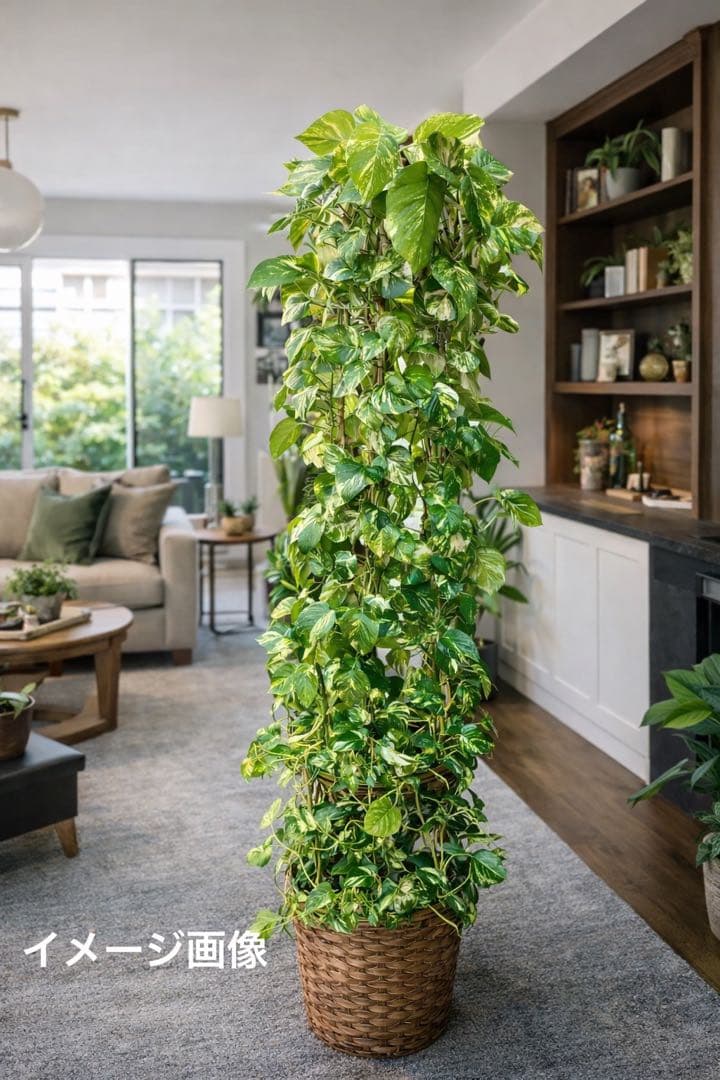 りょう　ポトスゴールデン　アムステルダムキング　シュロチク　3本セット