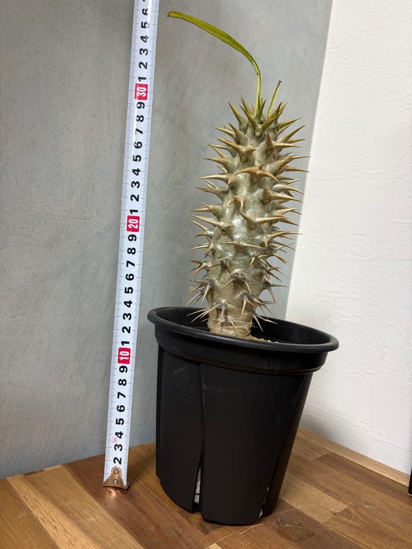 【トゲ強め】パキポディウム　アンボンゲンセ　希少　塊根