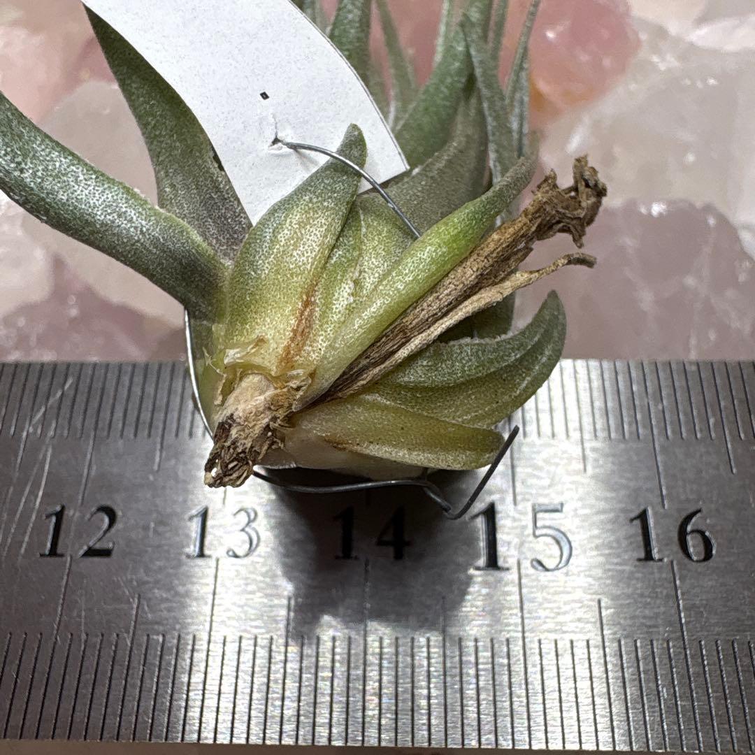 ブロメリア・エアープランツ Tillandsia kautskyi