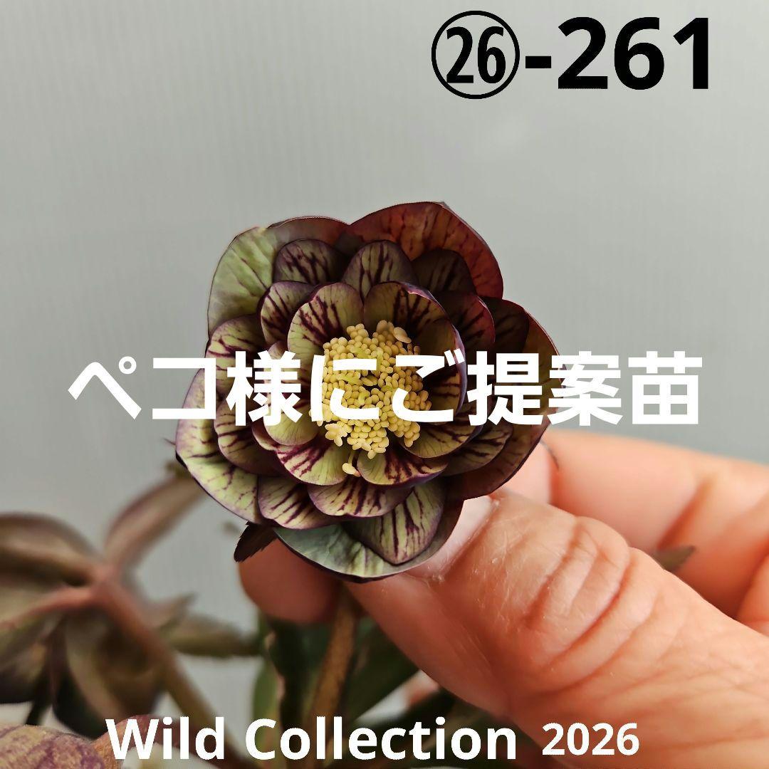 ペコ様ご購入苗㉖-261クリスマスローズ