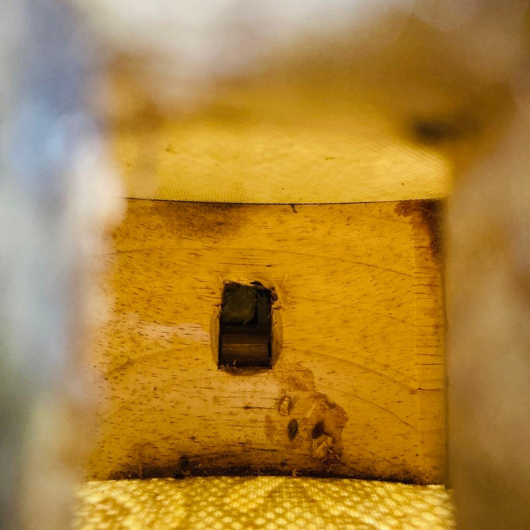 沖縄三線 本皮 三線 沖縄 皮破れなし 蛇皮 本蛇革 琉球 和楽器 弦楽器