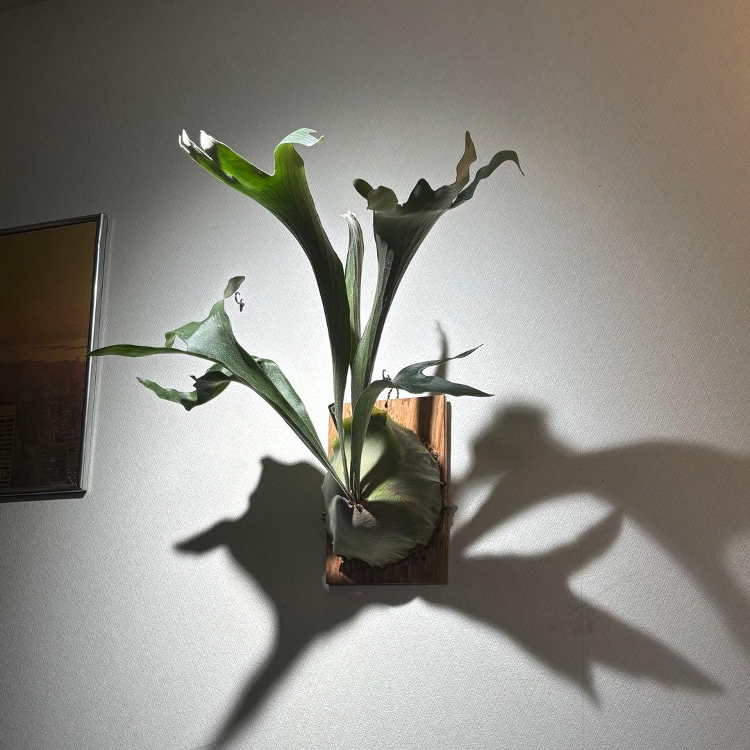 【アルバ様確認用】ネザーランド兄弟株