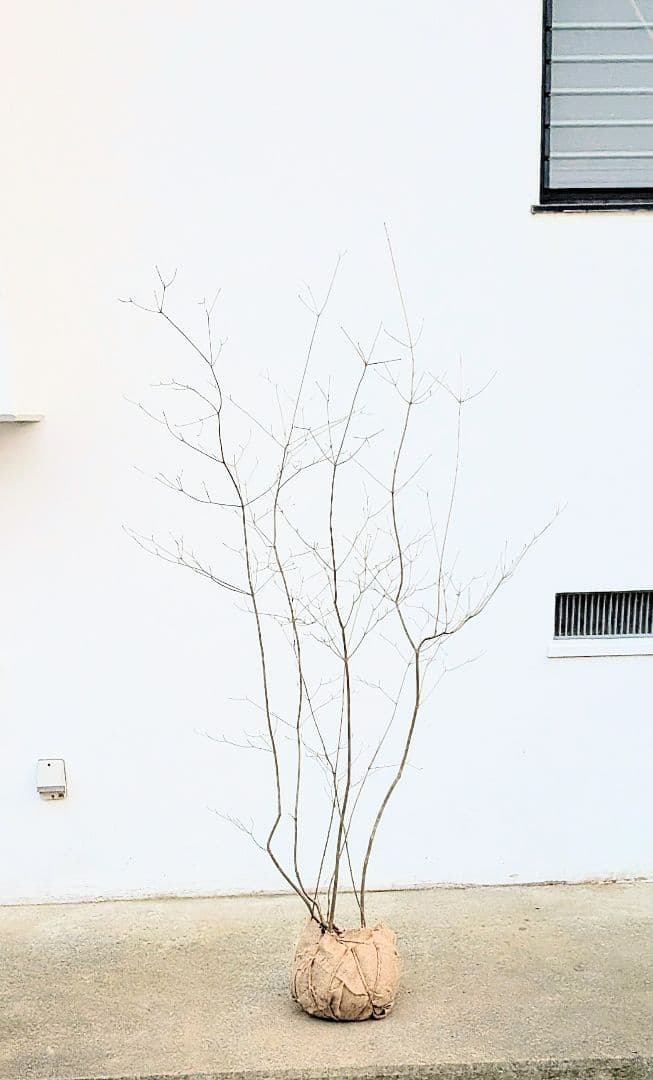 山採りドウダンツツジ。