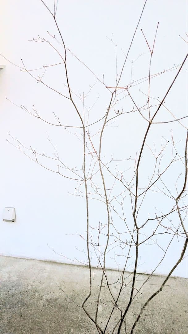 山採りドウダンツツジ。