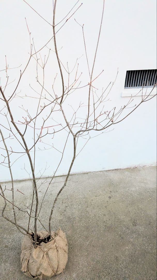 山採りドウダンツツジ。