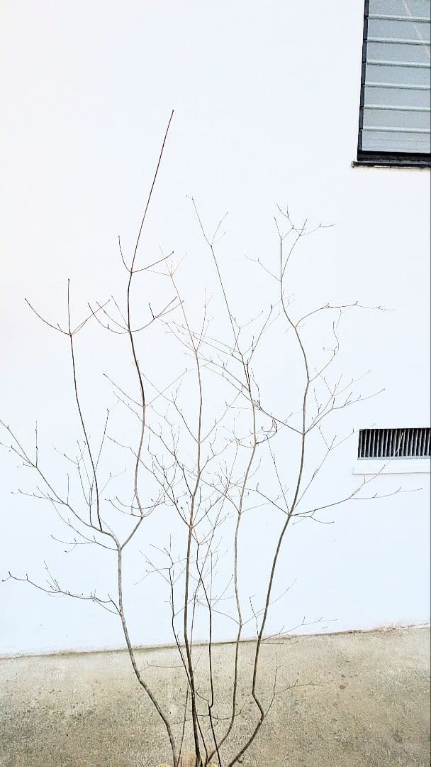 山採りドウダンツツジ。