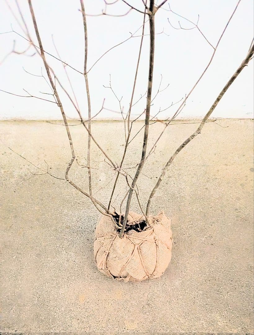 山採りドウダンツツジ。