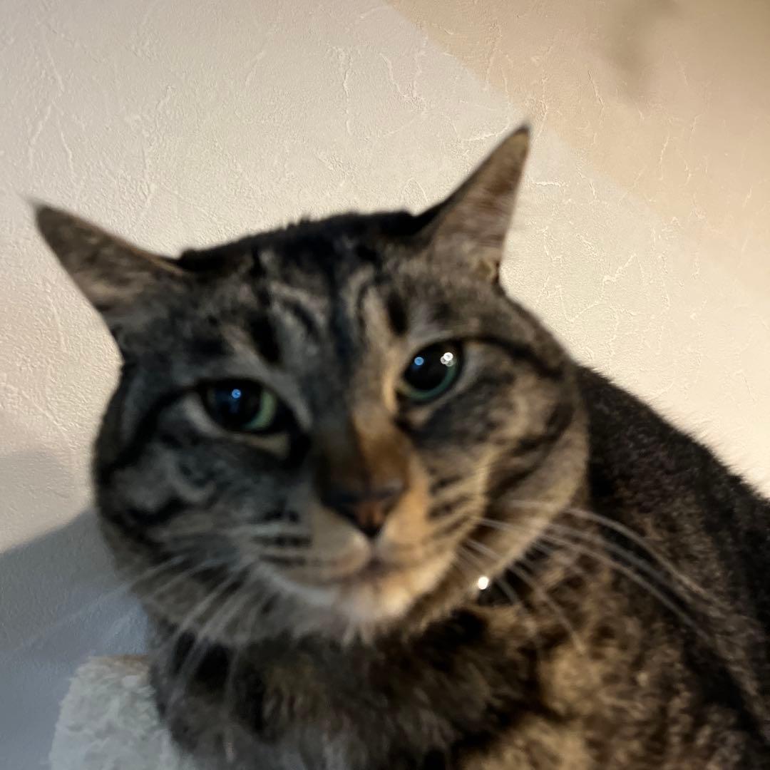 UGG パーカー　ホワイト　Sサイズ