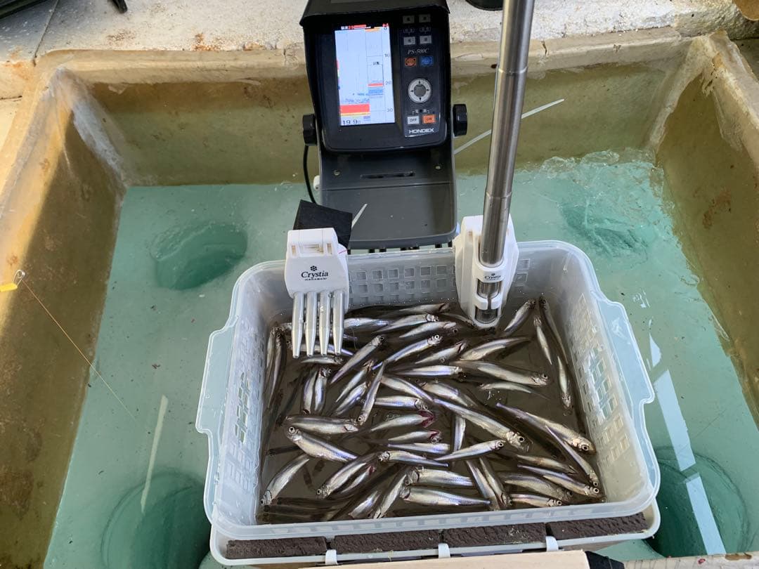 ワカサギステンレス穂先ロング 全長約300ミリ　２本