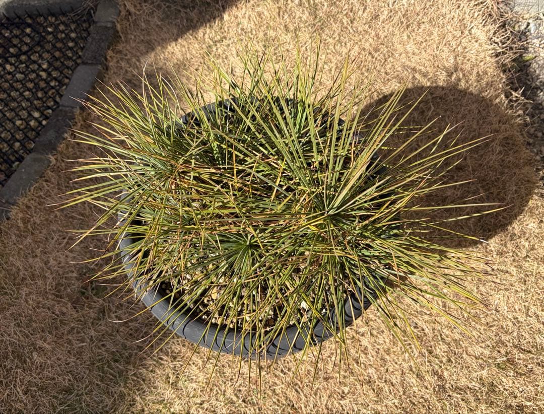 ぼの(引取限定) ユッカ リネアリフォリア Yucca 多頭 11ヘッド