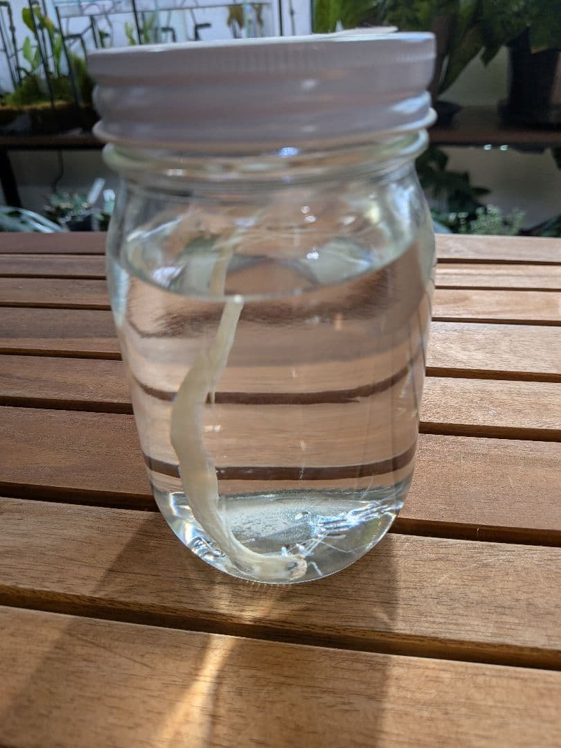 【激レア深海魚】リュウグウノツカイ幼魚 液浸標本