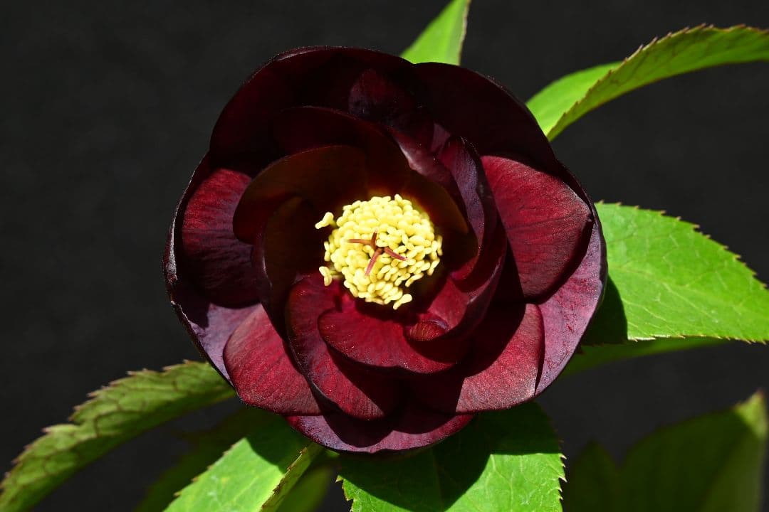 クリスマスローズ　認定グロッシーカラー　ddダークパープル加藤農園