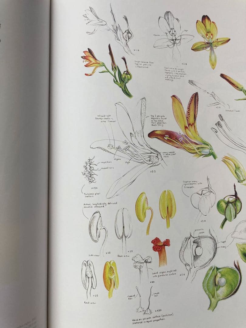 洋書 Brush With Gondwana