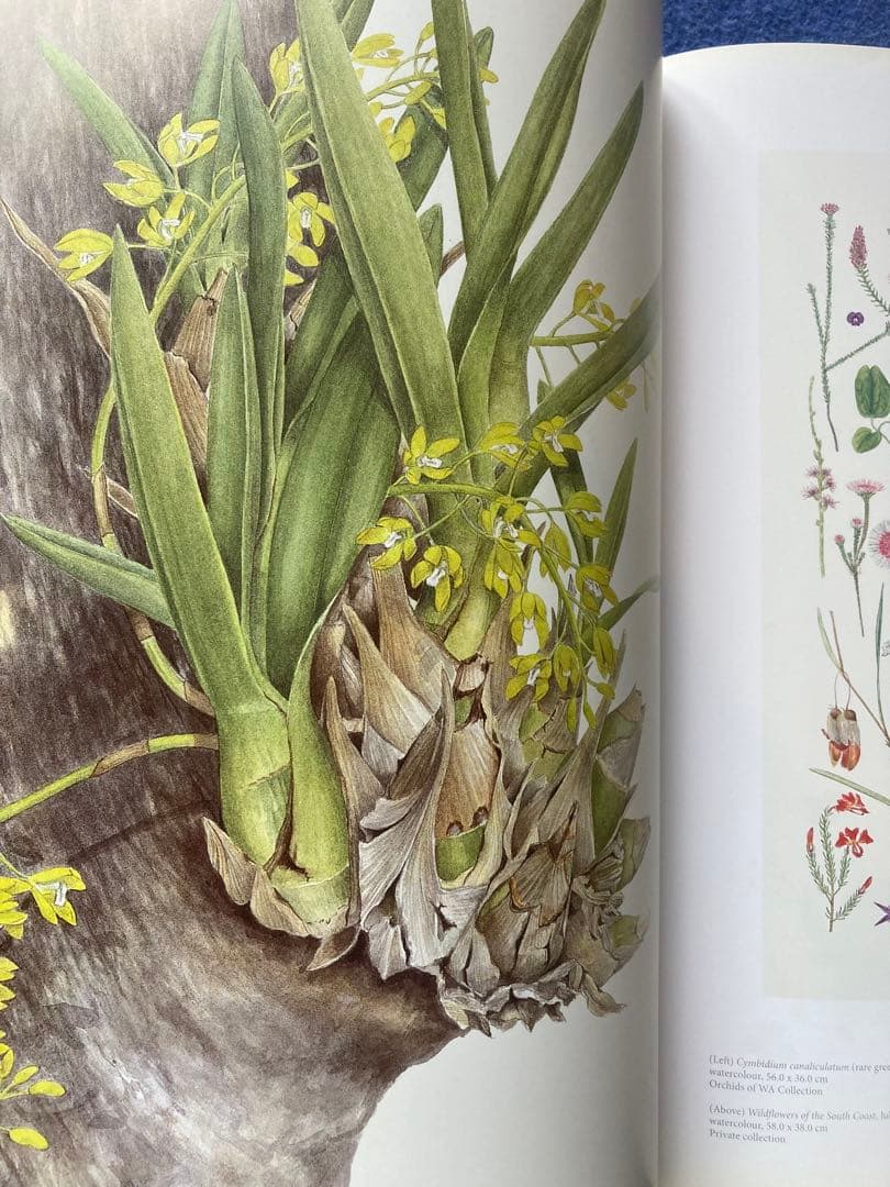 洋書 Brush With Gondwana