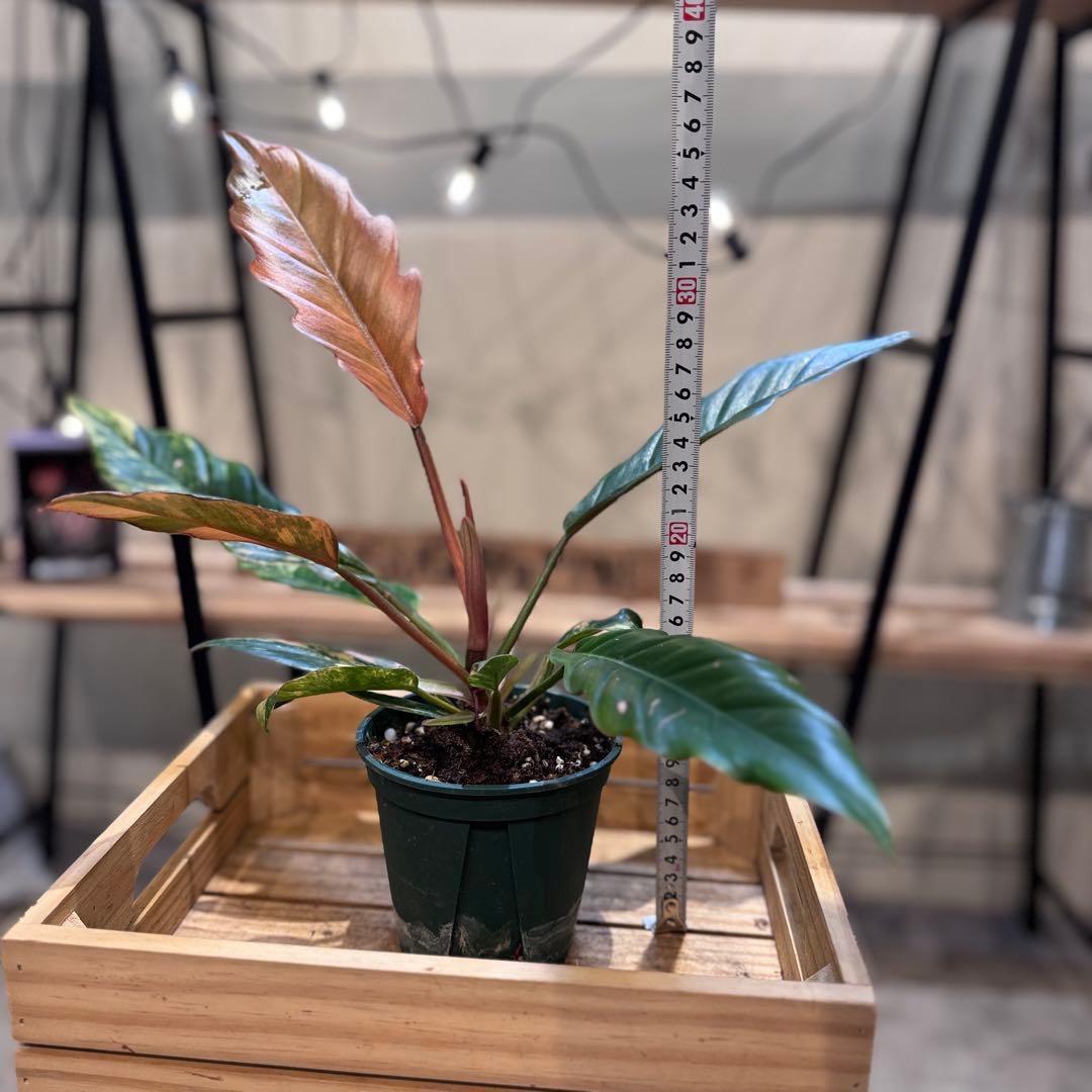 く*ま様 5 フィロデンドロン　キャラメルマーブル　斑入り観葉植物