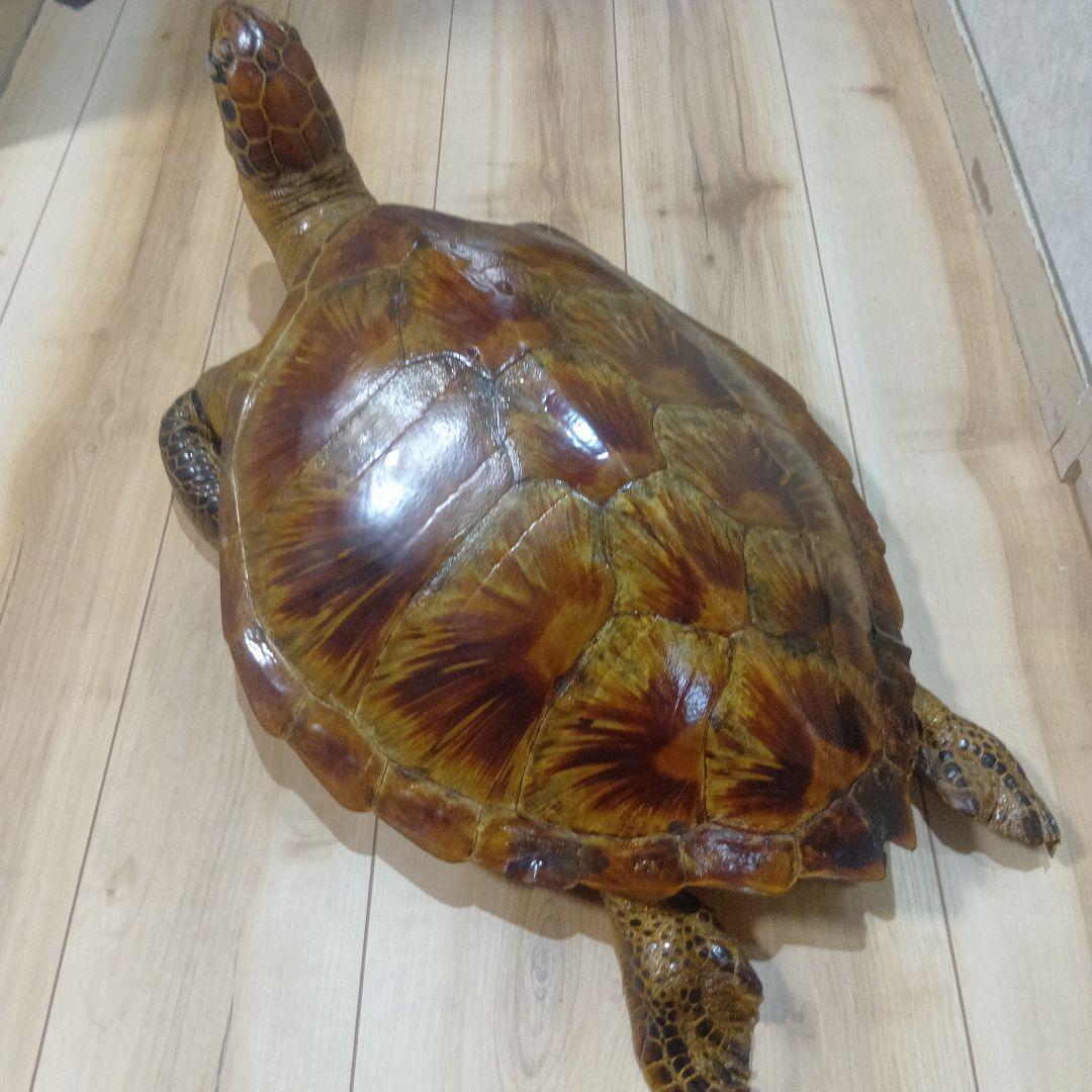 リアルな亀の置物 約60cm