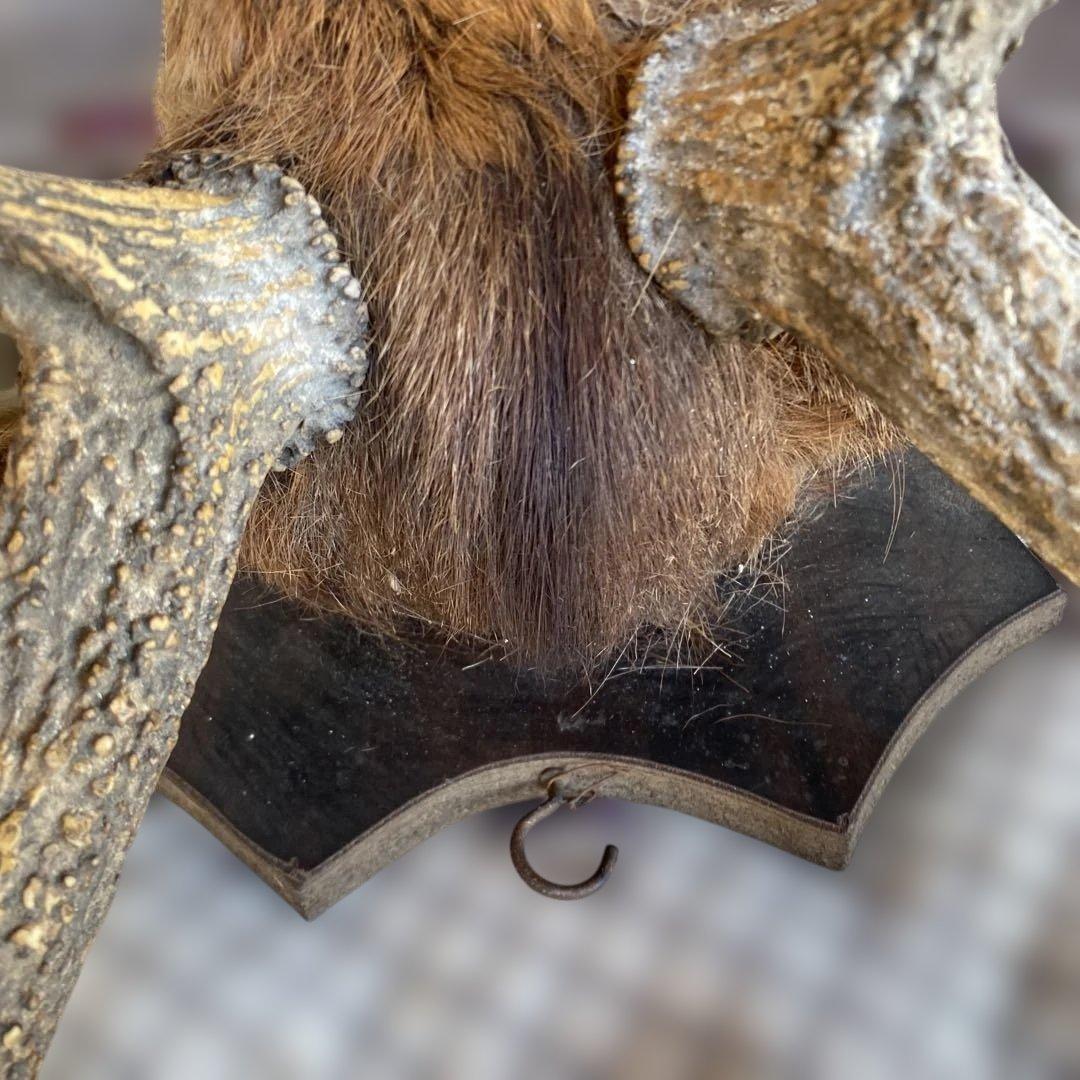 S 鹿　剥製　ハンティングトロフィー　ニホンジカ　壁掛け