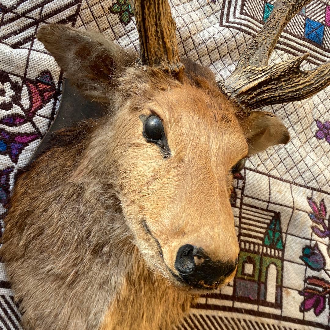 S 鹿　剥製　ハンティングトロフィー　ニホンジカ　壁掛け