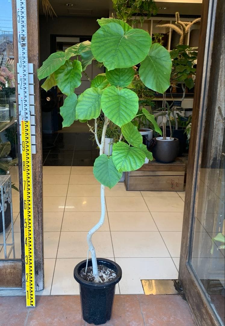 フィカス ウンベラータ 曲がり 8号