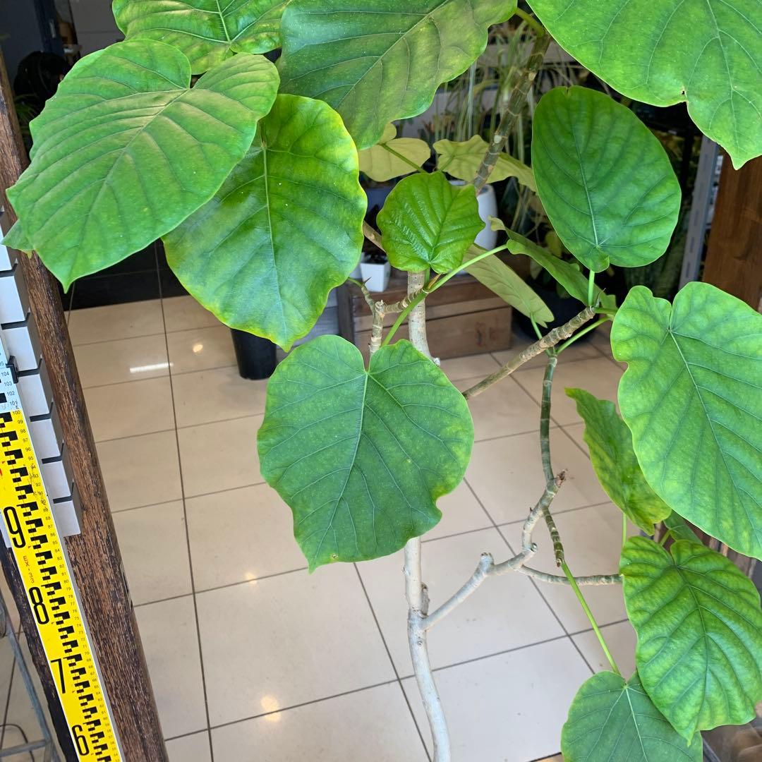 フィカス ウンベラータ 曲がり 8号